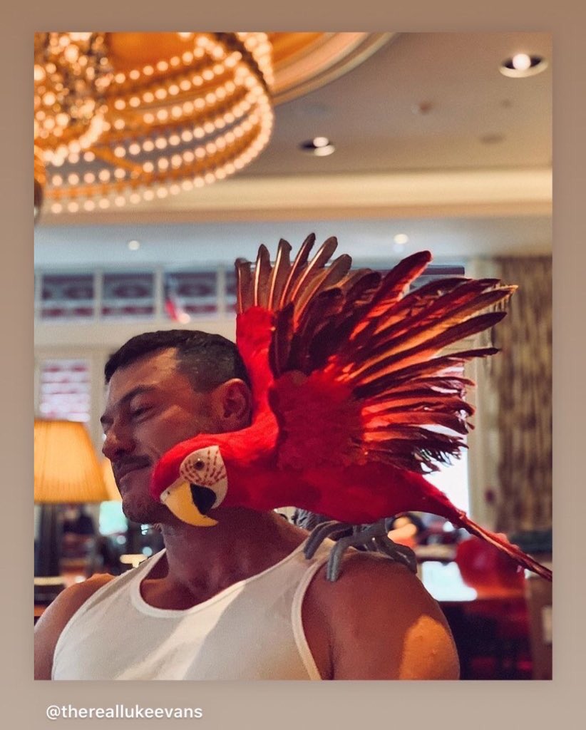 bubblegumcity80's tweet photo. @tTheRealLukevans #repost #pic 🔥ry h🔥t #britactor #lukeevans is spending #NewYearsEve 🎉2🥂0🍾2🍸0🎉in #Faena #MiamiBeach with his new besties 🦜🐶 https://t.co/5hxI9jnJhs