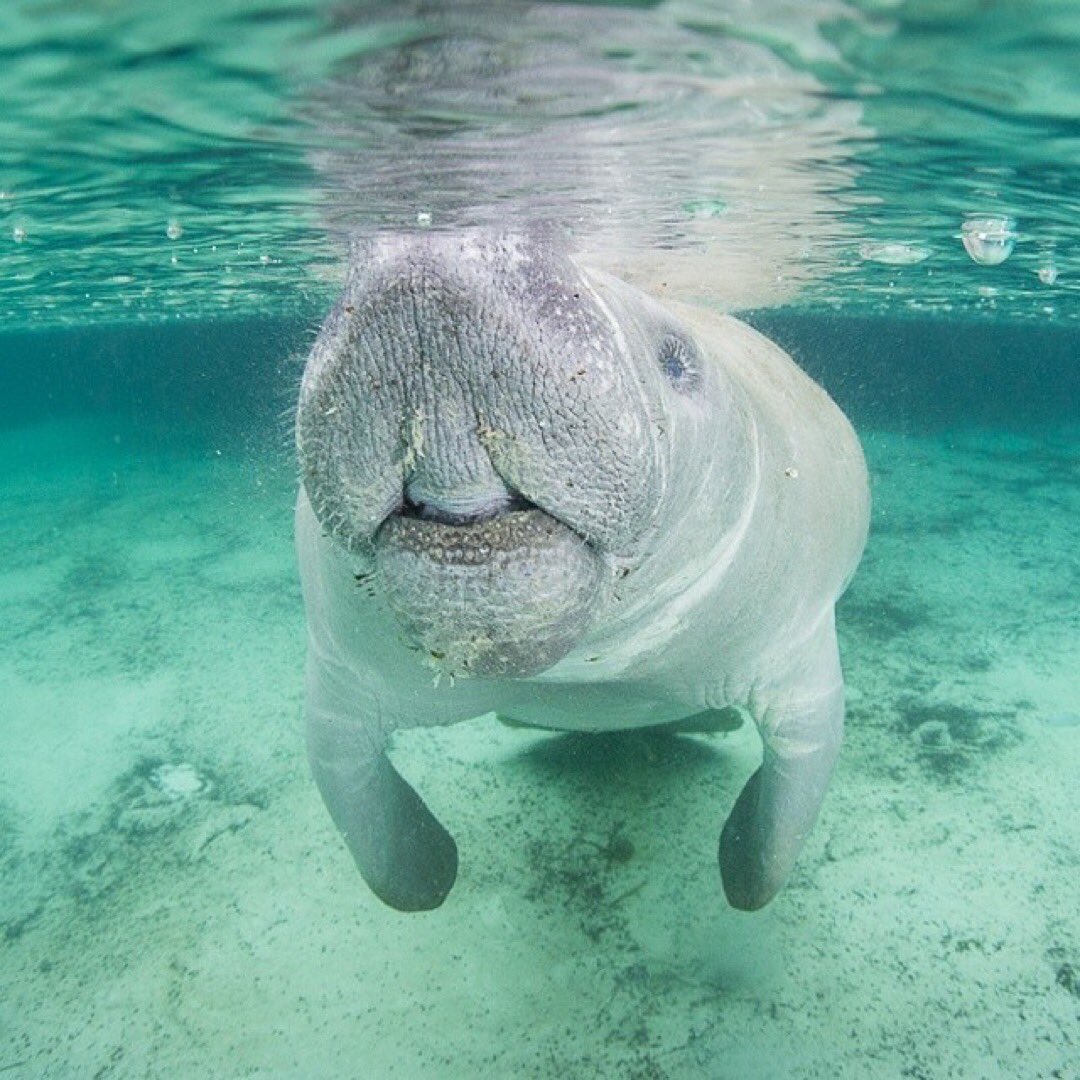 EvergladesNPS's tweet photo. Boop twice on the nose for good luck in the new year! 👆👆 Tag a friend to spread the good fortune and the cuteness! 😍

Disclaimer: Please only virtually boop manatee snoots as they are protected everywhere under the #MarineMammalProtectionAct.

📸: @MacStonePhoto https://t.co/Ohbej21DnS