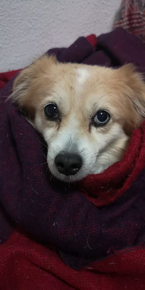SosAbuelos1's tweet photo. Gracias (....) que bueno es usted.. 🤬
LUCERITO (9 AÑOS) MALAGA
Hoy ha sido abandonado por su dueño en la protectora. Pero eso sí, le ha dejado su pienso, su camita, su cuenco, sus juguetes... ¡Qué considerado ha sido!
geriatrico@protectoramalaga.com
https://t.co/SD3Yk9xPv9 https://t.co/yFCFzUFAXE