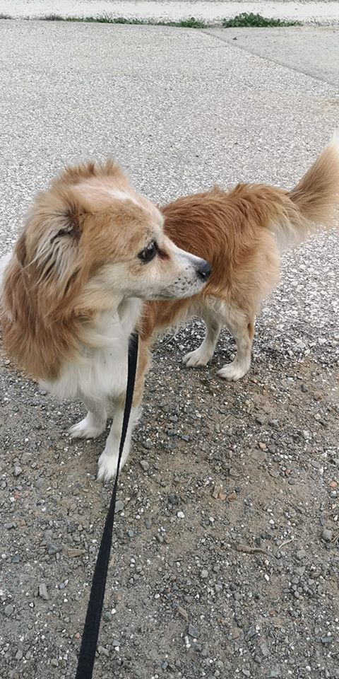 SosAbuelos1's tweet photo. Gracias (....) que bueno es usted.. 🤬
LUCERITO (9 AÑOS) MALAGA
Hoy ha sido abandonado por su dueño en la protectora. Pero eso sí, le ha dejado su pienso, su camita, su cuenco, sus juguetes... ¡Qué considerado ha sido!
geriatrico@protectoramalaga.com
https://t.co/SD3Yk9xPv9 https://t.co/yFCFzUFAXE