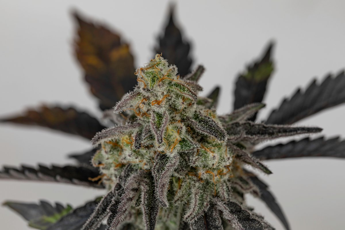 The MAC pre-extraction 👀 🔥 
.
.
.
.
.
#dabolio #olio #dabolio710 #olio710 #hash #cannabis #cannabiscommunity #concentrates #terps #terpenes #quality #trichomes #flower #cannabisextraction #extraction #cannabisphotography #herb #denver #colorado #topshelf