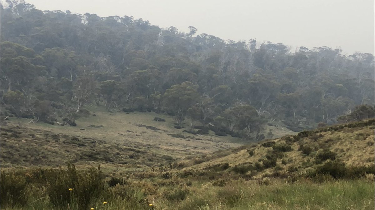 Smoke from a fire near Tumbarumba has blown in. No danger up here for now, but the mountains have a very bleak feel today, which grabs hold of your mood. Onwards, and good luck to all firies and people in harm’s way today  #AAWT