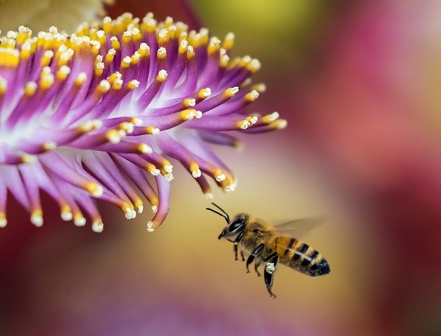 thebeekeeperman's tweet image. I wish everyone would get into raising honey bees reason being it has a number of advantages for us...  #beekeepi...