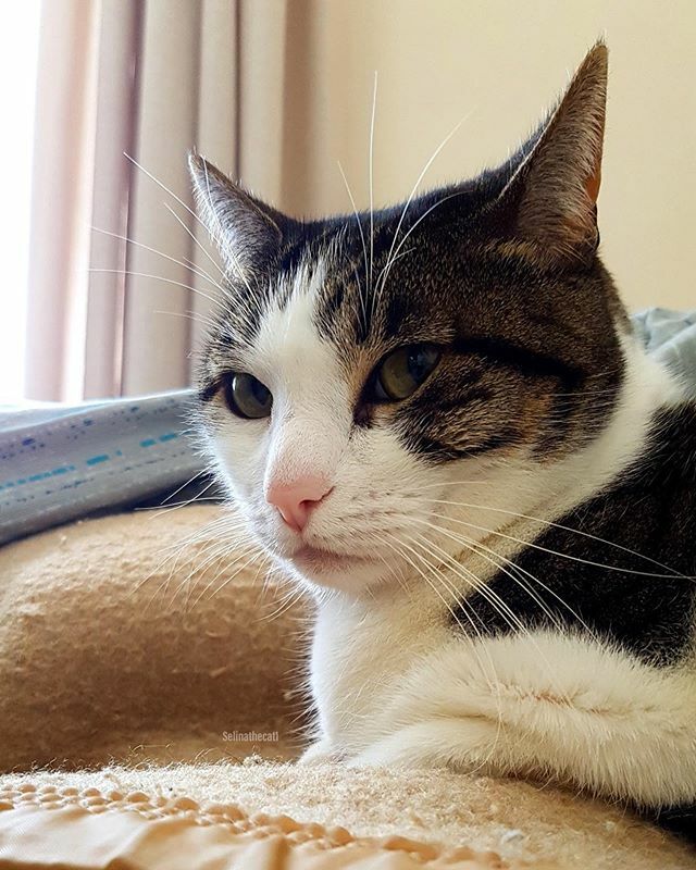 selinathecat1's tweet photo. This is my #Monday face 😾 
Do you love or hate Mondays? https://t.co/sah17dMciS