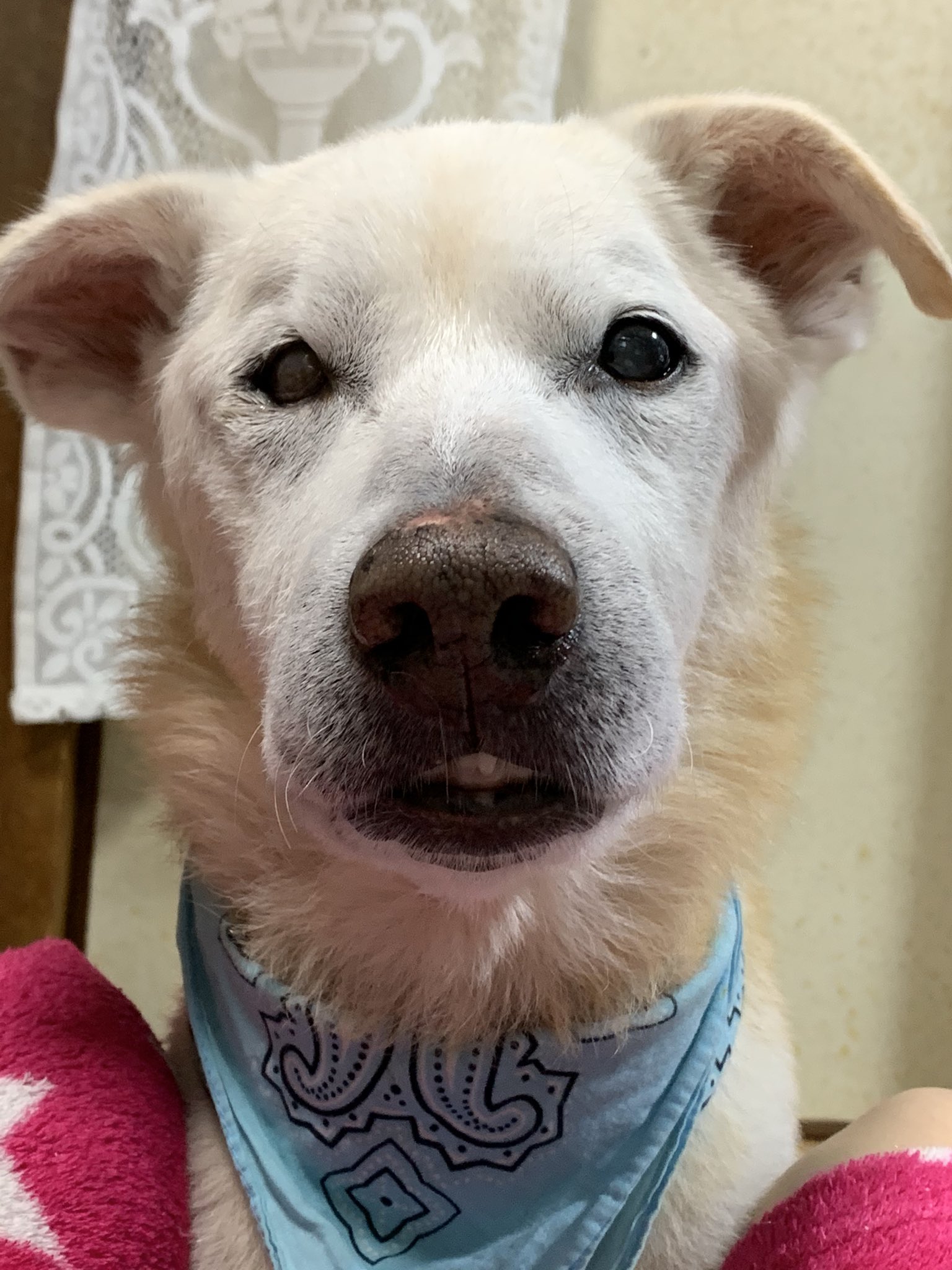 超高齢犬 Twitter Search Twitter
