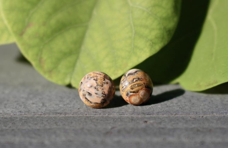 SkyHiEarringCo's tweet photo. Leopard jasper studs are available in our shop now! #earringfashion #earrings #earringstuds #earringstyle #studearrings #jewelryearrings #etsy #etsyearrings #etsyfashion #etsyfinds #etsyseller #etsyshop https://t.co/Md0f0FOtCT