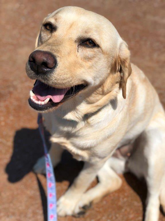 DogsOnCall's tweet photo. Somerset has such a sunny personality, it feels like summer every day she’s around!
.
(but especially on warm days in winter!)
.
.
#TherapyDog #VCU #SummerWithSomerset #SummerDays #WinterWays #YellowLab #LabradorRetriever https://t.co/o4wovvft0K