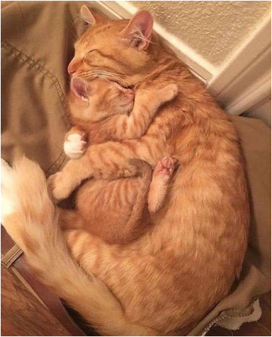 elia bazan tweet media