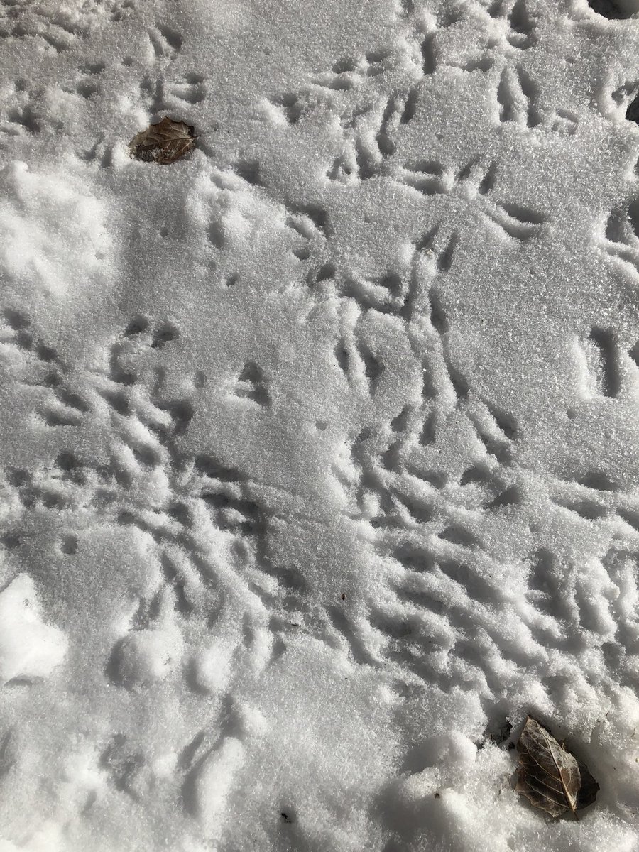 mz_lat's tweet photo. Examining tracks,
exploring wildness, wonder,
and precious wisdom.
12/30/19
#natember #haikuforkindness #haikuforjustice https://t.co/xflixkPZDg