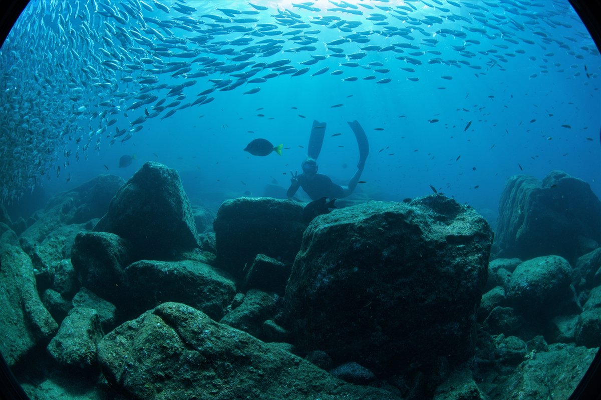 mv_seawolf's tweet photo. The underwater landscape of Los Islotes is truly breathtaking, with shadowed recesses teeming with healthy corals and countless schools of fish.
#losislotes #freediving #SeawolfExpeditionYacht https://t.co/0dA18q2ndU