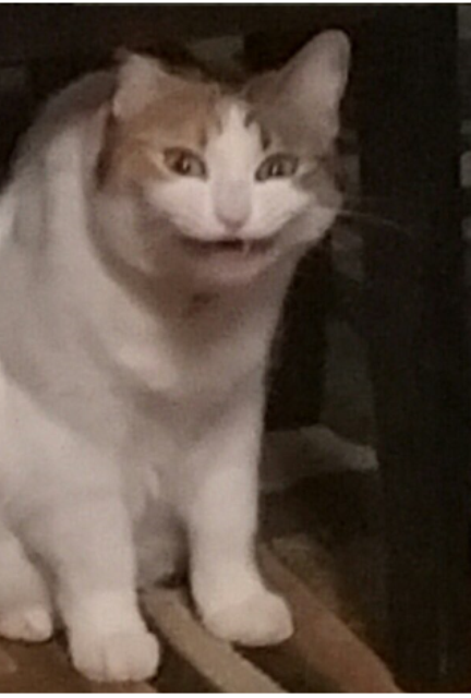 elia bazan tweet media