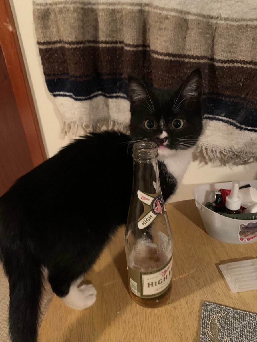 MeowMoeDotCom's tweet photo. #Caught red-pawed.
 
#Cats #Cat #Kittens #Kitten #Kitty #Pets #Pet #Meow #Moe #CuteCats #CuteCat #CuteKittens #CuteKitten #MeowMoe
 
#Redpawed
 
https://t.co/tNaSaDOBPN
 
. https://t.co/6vzmIAieBp