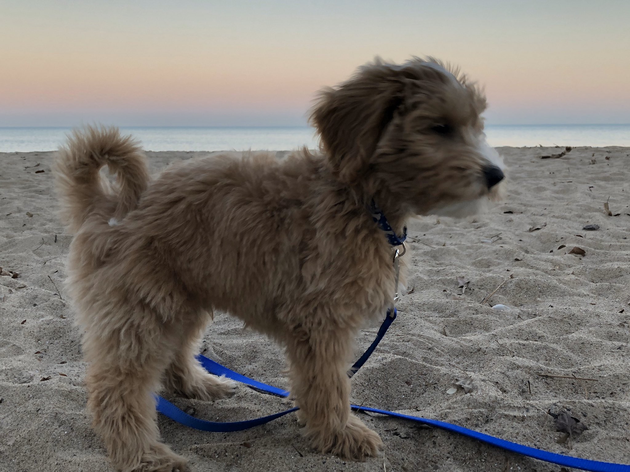 dr-andrew-robinson-on-twitter-mcnees-monty-montythedoodle