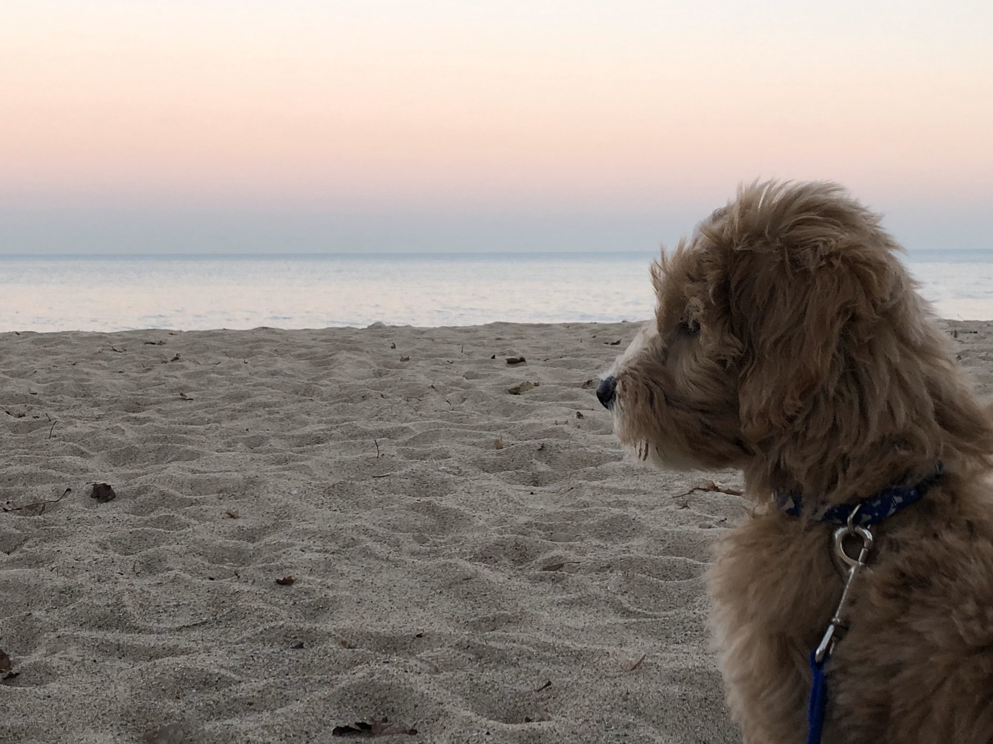 dr-andrew-robinson-on-twitter-mcnees-monty-montythedoodle