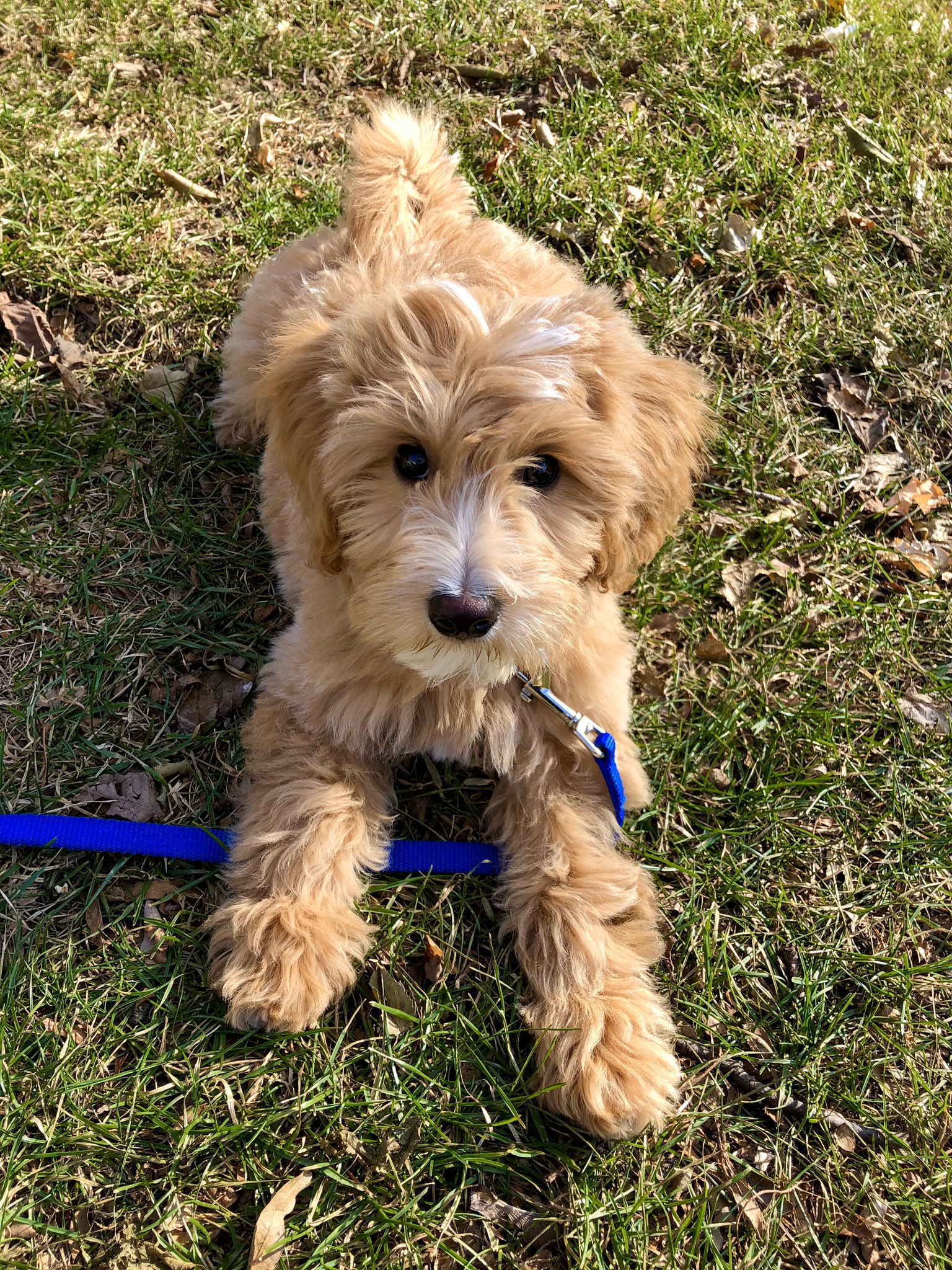 dr-andrew-robinson-on-twitter-mcnees-monty-montythedoodle