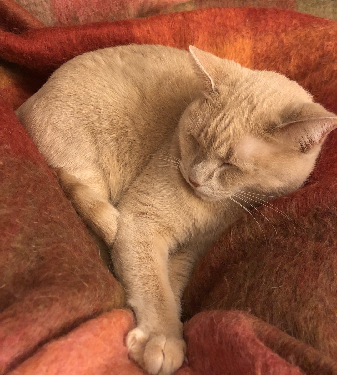 LoewenthalMd's tweet photo. How I felt going back to work today 😴 #Medicine #MedTwitter #holidaycoverage https://t.co/TXL9FC55il