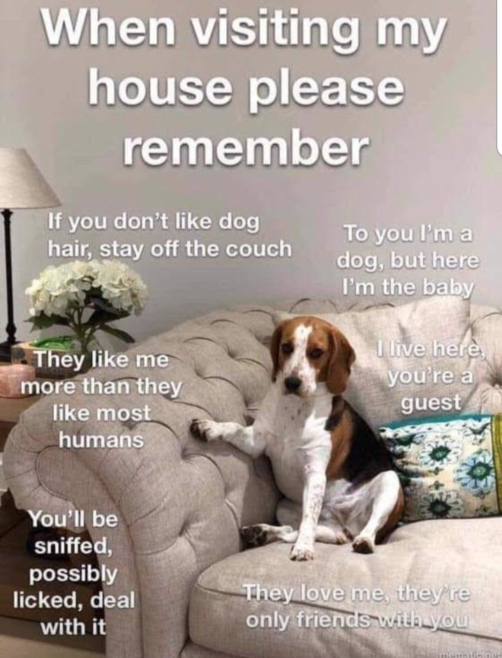 KoalaKid2020's tweet photo. I found BILLY!!! I have a feeling he is in charge of your house Dave😂🧡 @davemorrissey64 
#DogsRuleHumansDrool https://t.co/X5g7b03uG5