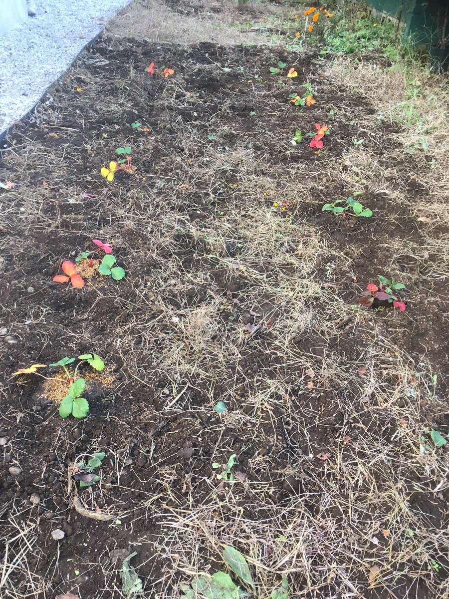 柳原恵津子 Etsuko Yanagihara いちご畑を作って 金木犀を植えたんだけれど 少し土が足りなかったかもしれない