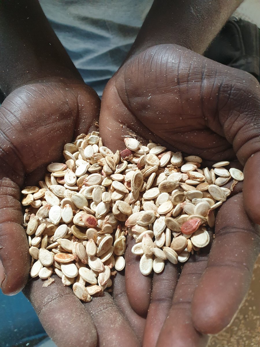 ExportMetro's tweet image. Watermelon Seeds mainly exported to India. 
Seeds are rich in Omega 3 &amp;amp; 6 minerals.
For Enquiry pls contact us.