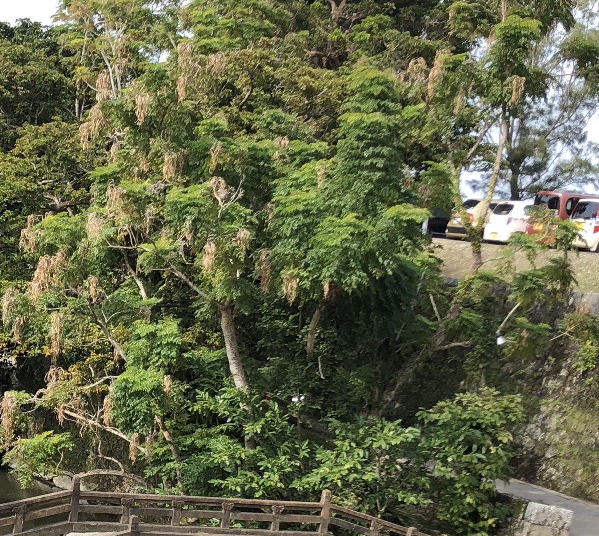 沖縄の樹木