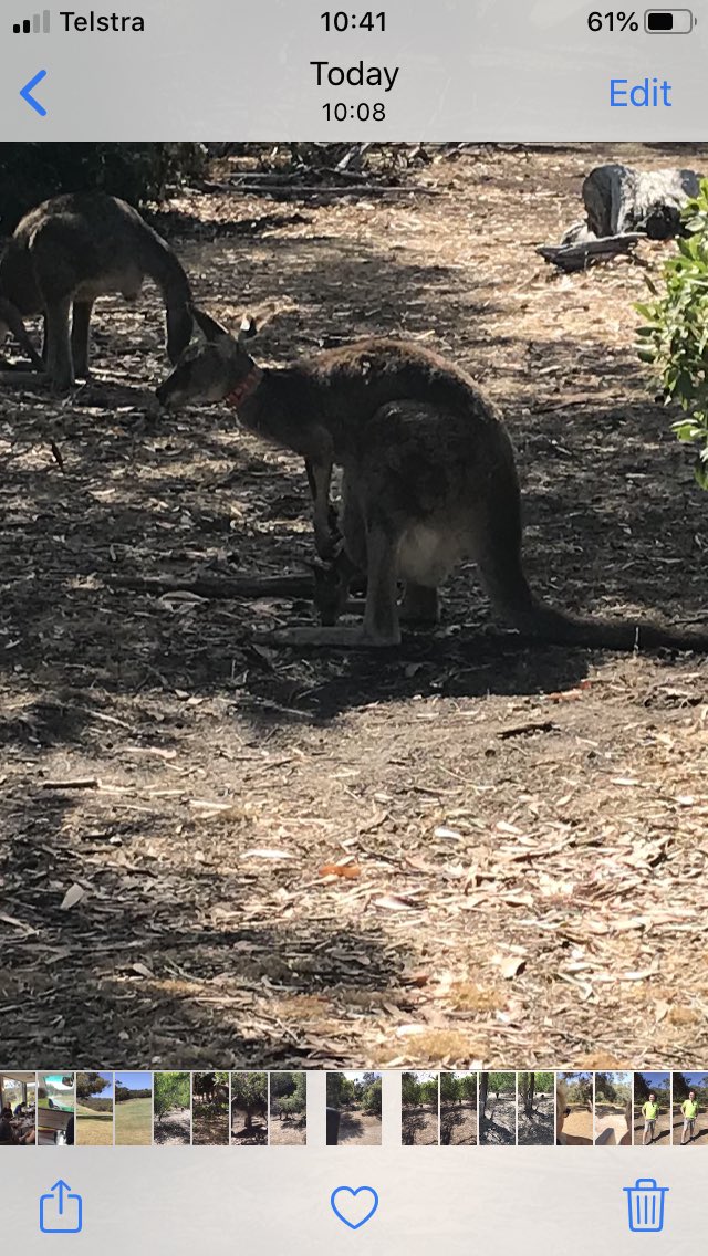 dkeogh12's tweet image. Happy New Year from @Hotel_Windsor in Melbourne! We went to Anglesea @kakeogh22 @keogh05 to see Skippy and I’m now hoping to get on the honours board at the hotel !! #vipaustralia