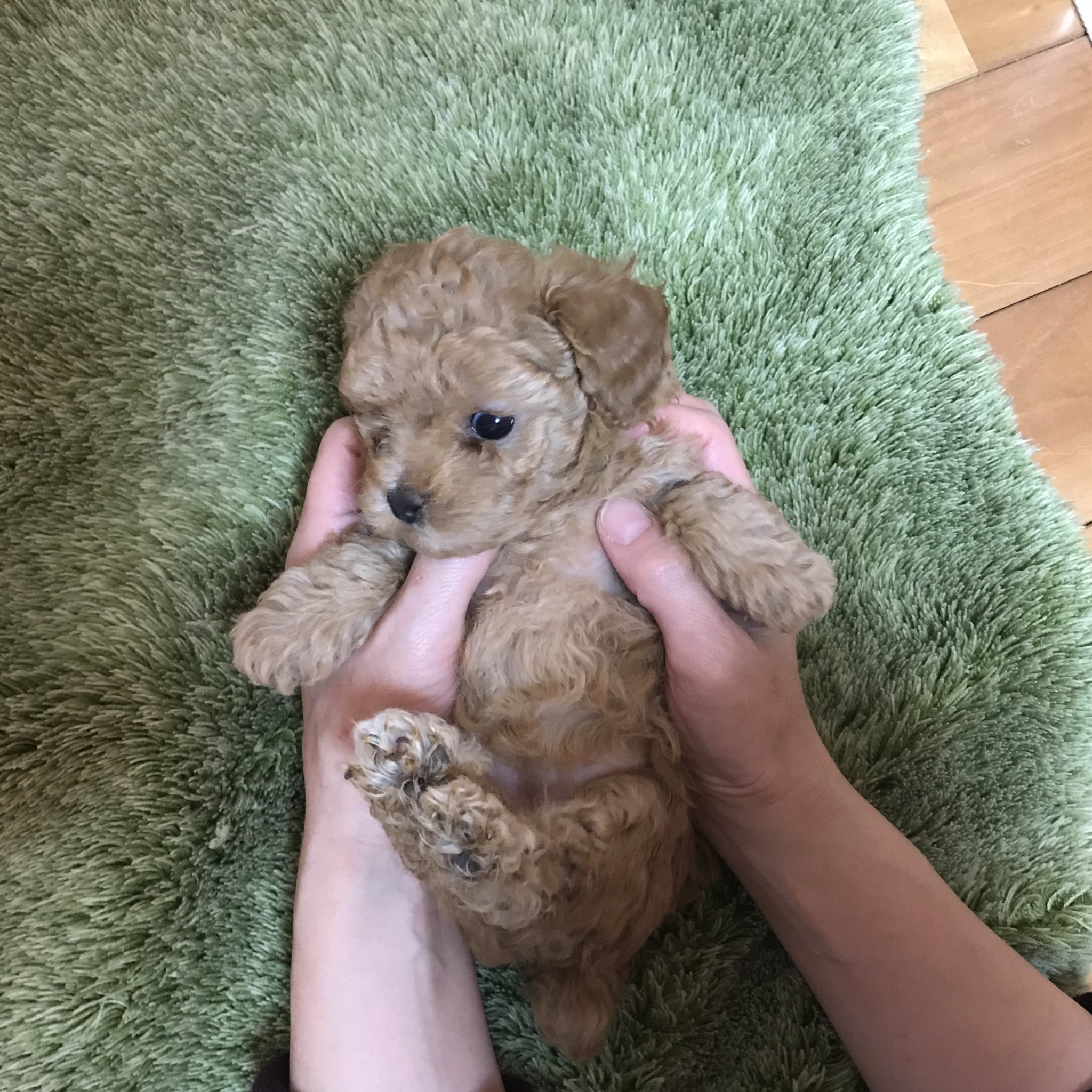 子犬可愛い Twitter Search Twitter