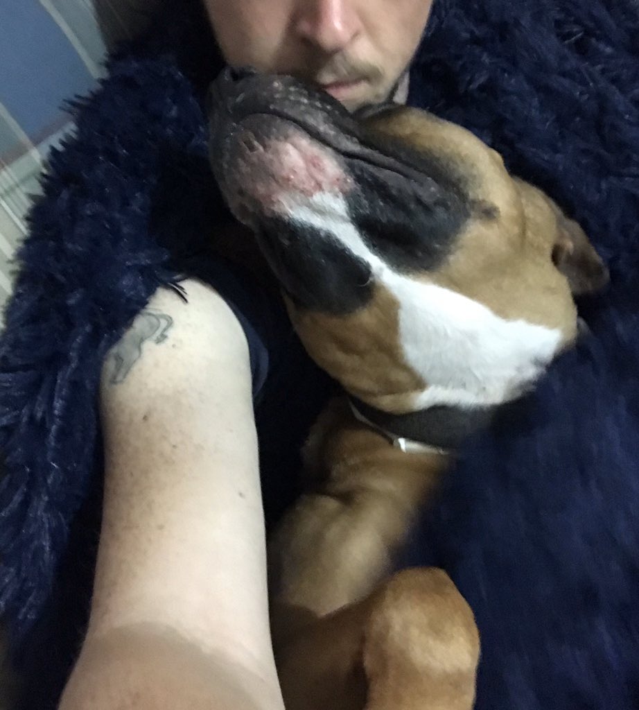 tmhoward's tweet image. Arlo’s grand-human got us a new fuzzy blanket for Christmas. He’s a big fan of fuzzy blankets and snuggling in them with his person. @MelindaHoward4 
#fuzzyblanket #Arlo #DogsofTwittter