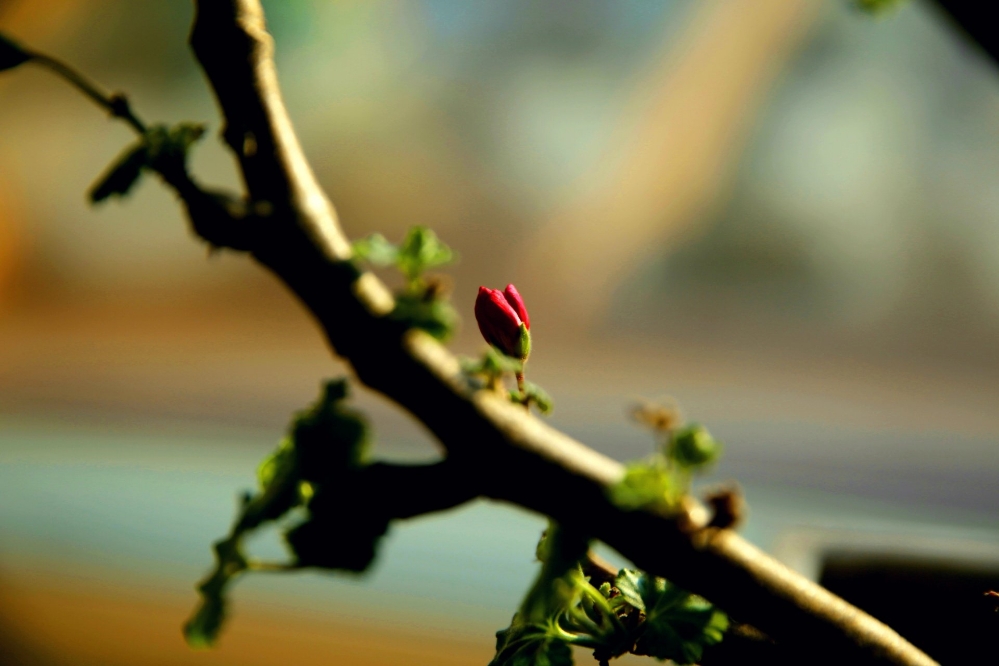 [moi] 지리산 아래 청냇골에서

창가에 놓아둔 화분으로 아침볕이 듭니다.
빛나던 그 많던 시간은 추억이 되어 한 점 꽃망울로 남았습니다. 괜찮은 지남이었고 오는 날들도 생각보다 괜찮을 겁니다.

☞더 보기 omn.kr/1m6di

😉moi는 일상의 이야기를 누구나 쉽게 나눌 수 있는 공간입니다