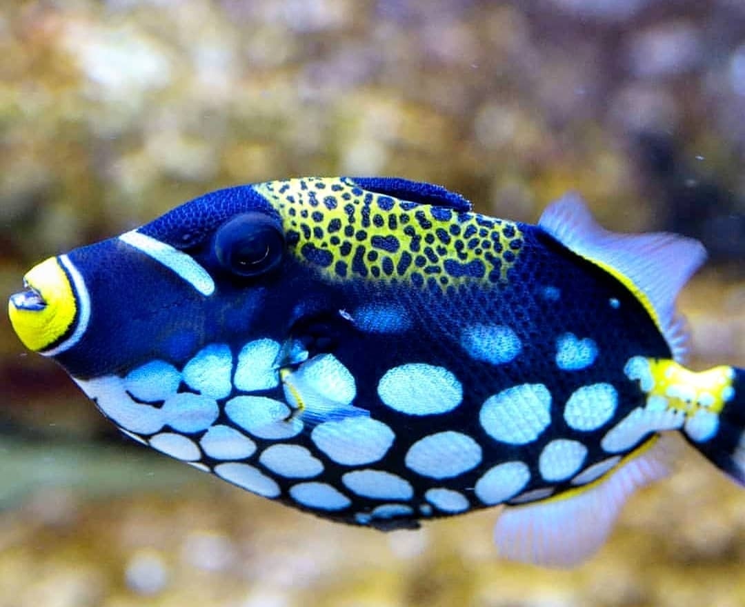AW_SanDiego's tweet photo. Clown Triggerfish 🐠🐠
Size: 1' 8"
Tank: min 300 gallons
Diet: carnivore
Temperament: aggressive
Reef Compatible: No
Care Level: Easy .
#clowntriggerfish #tanked #aquariumhobby #fishkeeping #fishkeeper #saltwaterfish #saltwateraquarium #fishtank https://t.co/FYRme3AI01