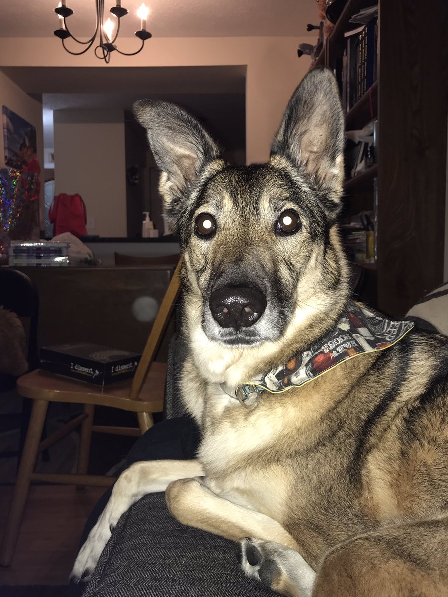 addiepine's tweet photo. Ruby is loving #Zeldathon https://t.co/bnYaUUlwkj
