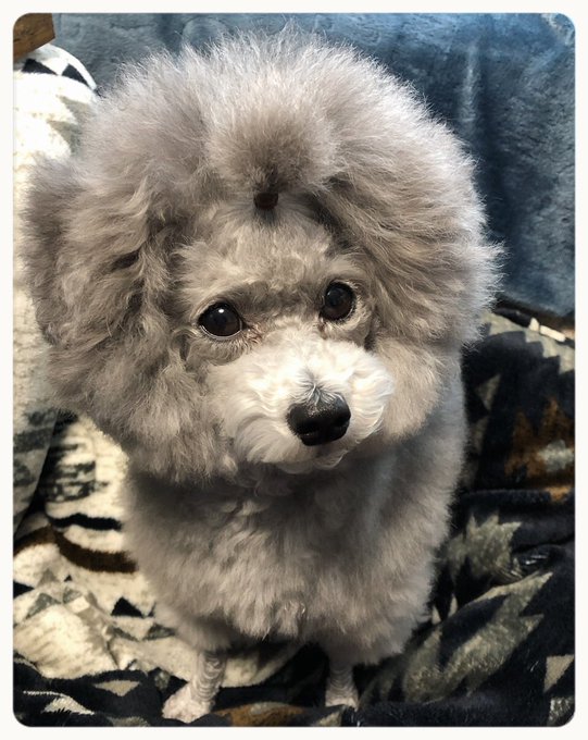 トップノットのtwitterイラスト検索結果