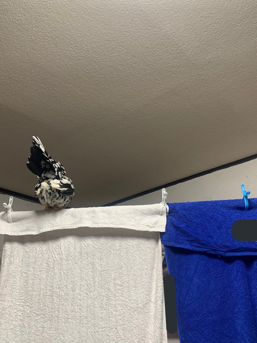 そこ物干し竿の上なんですけど。
ゼロさん？？？