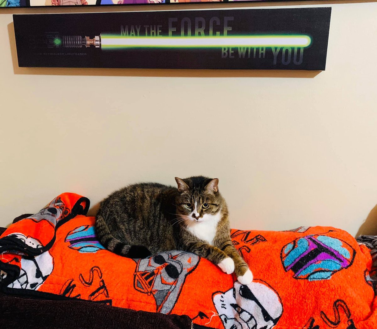 ErikSWayne's tweet image. When your cat is as much a “Star Wars” fan as you are...