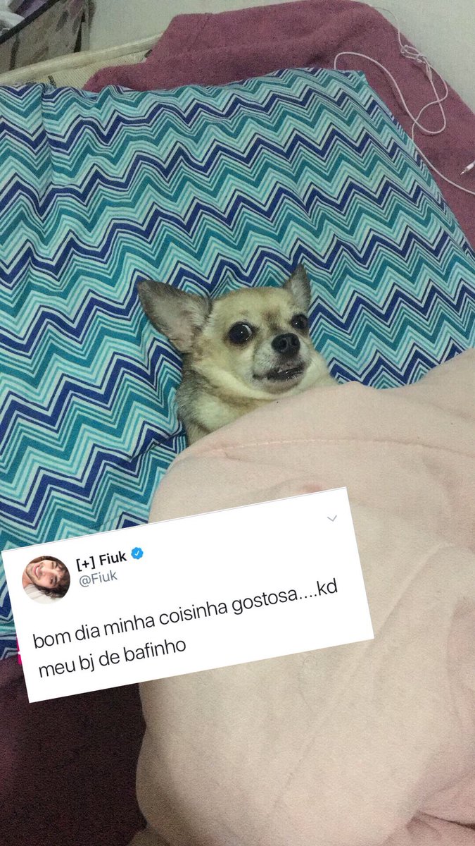 peguei os twittes do fiuk e coloquei nas fotos da minha cachorra