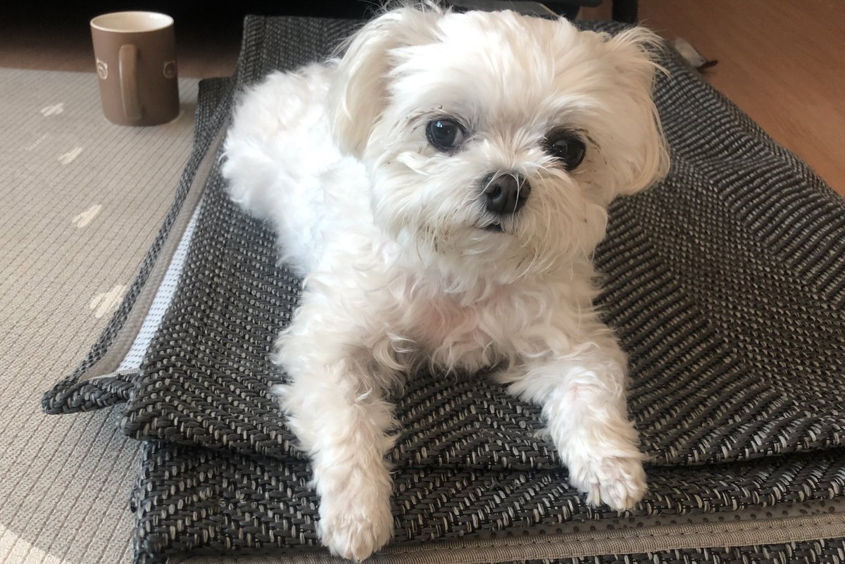 walwal2bom2's tweet photo. -당신은 스핑크스견과 마주쳤습니다-

아침엔 4개 점심엔 2개 저녁엔 3개인 것은?

.
.
.

정답: 내가 먹은 개껌 갯수ㅋㅋ https://t.co/3ipuByRD5Y