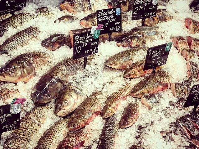 lee_gonzalez's tweet photo. “Swim swim swim ploop” #fish #fishporn #fishmarket #fishmas #onice https://t.co/OlHYnlGvf5 https://t.co/UgsSQk5YF1