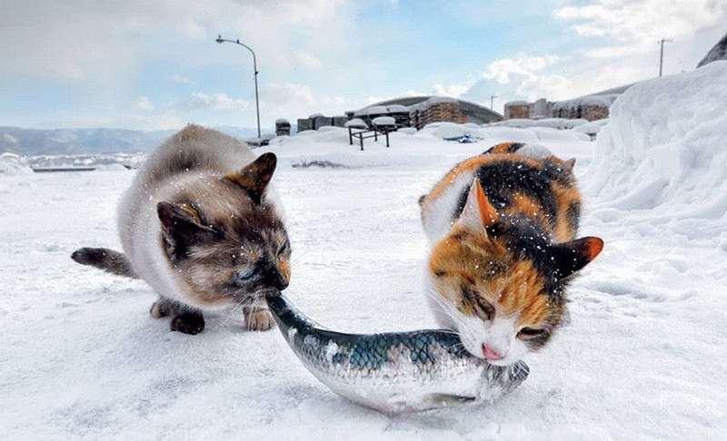 Twitter 上的sn 日本摄影师土肥美帆 这个姓真是 拍摄的北海道的猫 并且出了本影集 北に生きる猫 在亚马逊上售价 2640 T Co 3thffg6boc T Co Jbtegud9oa Twitter
