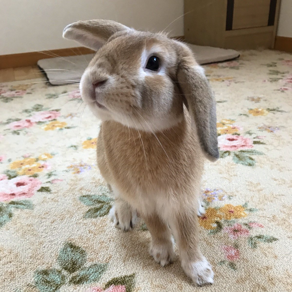 東雲 鈴音 ほんの少しでも異音が聞こえると 右耳がニョッキリ立つ機能が搭載されたロップイヤー 右耳の承認欲求エグい T Co Bw7ytilheg Twitter