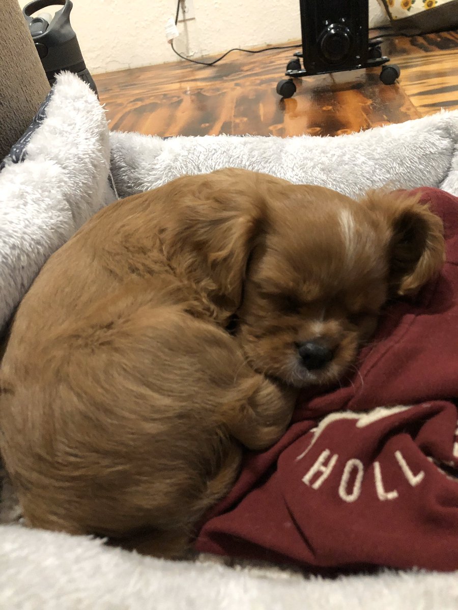 lemonadia's tweet photo. PSA: Having the flu AND getting a new puppy in the same week is not an ideal combination.  I am EXHAUSTED but at least the new edition to the family is cute. https://t.co/5O9S951IRK