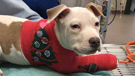 WLWT's tweet image. Good Samaritan rescues 2-month-old puppy after it was thrown from vehicle wlwt.com/article/2-mont…