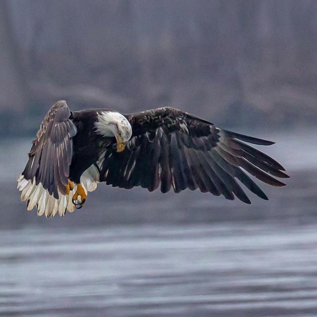 MiStateParks's tweet photo. Amazing photo by @scottbaxterphotography! Thanks for letting us share this! ・・・
Bald Eagle 🦅 .
.
.
.
.
.
#MiStateParks100 #StateParks #Michigan #MakingMemoriesInMichigan #FindYourWild #Parks #MiDNR #OptOutside #ComeOutAndPlay #GreatLakesState #PureMi… https://t.co/gg7x3VAQLO https://t.co/VzDowHf8YR