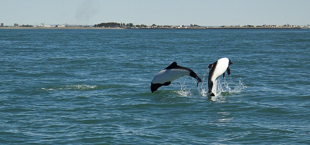 SaevusWildlife's tweet photo. Commerson's dolphins. Clicked by #saevusgallery member SUBIR https://t.co/8APzgJVehX Patagonia, Argentina.

#Photooftheday #naturephotography #wildlife #wildlifephotography #wildlifephotographer #nationalpark #photographer #animalkingdom  #Commersondolphin #dolphin https://t.co/c1U5LY9GCE