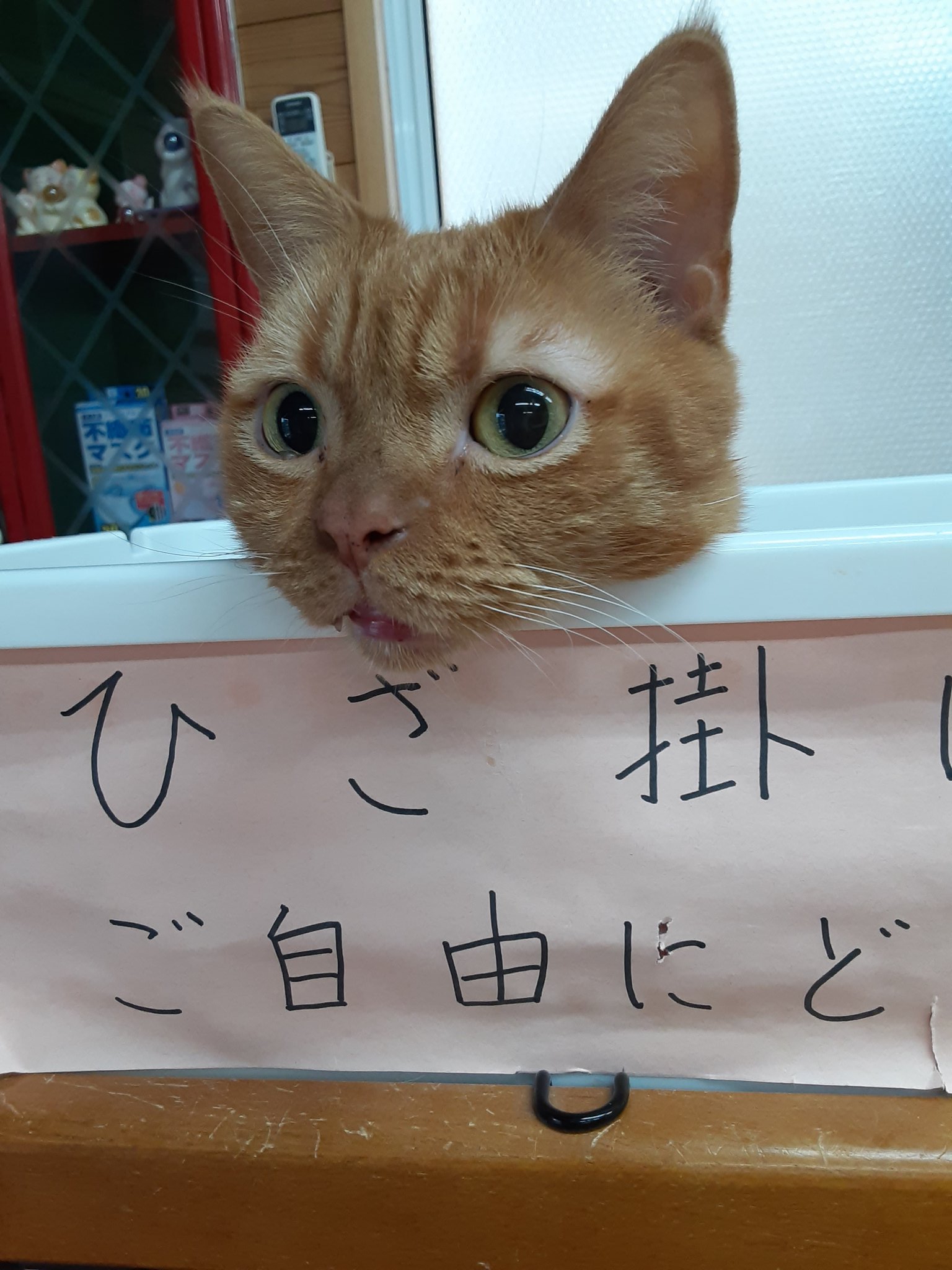 تويتر 猫カフェちぐら على تويتر 今年もお世話になりました モカちゃん ひざ掛けではございません 新潟県 新潟市 新潟市西区 新潟 佐渡 村上 長岡 新発田 燕三条 南魚沼 上越 胎内 猫カフェちぐら 猫 ねこ ネコ 猫カフェ
