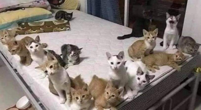 elia bazan tweet media