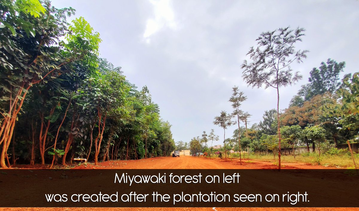 Govt. School, Bengaluru. 5400 saplings. 20 months
We created this forest at a Govt. school on Earth Day 2018. School students participated in plantation and also have been doing regular maintenance of the forest. 
#FroestInCity #DenseForest #Miyawaki #CSR #ForestForFuture