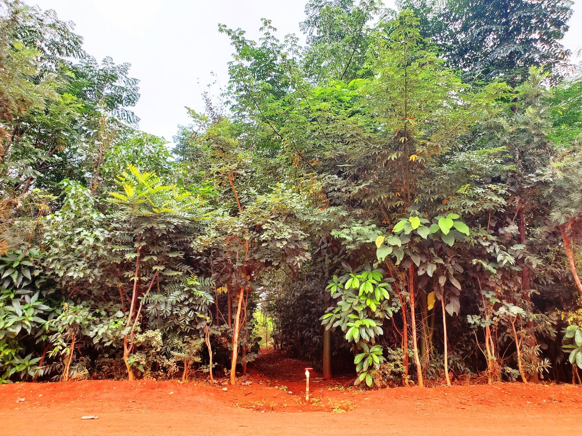 saytrees_ind's tweet image. Govt. School, Bengaluru. 5400 saplings. 20 months
We created this forest at a Govt. school on Earth Day 2018. School students participated in plantation and also have been doing regular maintenance of the forest. 
#FroestInCity #DenseForest #Miyawaki #CSR #ForestForFuture