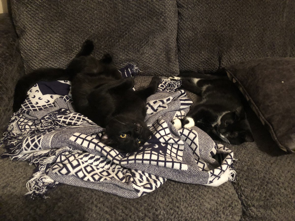 A few weeks ago, we were chosen to become Daisy’s (right) parents. We met her at the humane society &amp; it was love at first sight. Not so much for Binx (left) though; but he’s warmed up to her and now they get along great &amp; love to cuddle. <a href="/thechrisbarron/">Chris Barron</a> #twocatsarebetterthanone