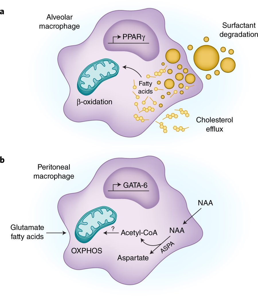 mmw_lmw's tweet photo. #TissueResident Immune Cells | TissueSpecific Metabolic adaptations of Macrophage | Ed Pearce @UniFreiburg @NatImmunol https://t.co/Mn2AHwmCg9 | #2019_June_ReCap https://t.co/xrsMKBvtMP
