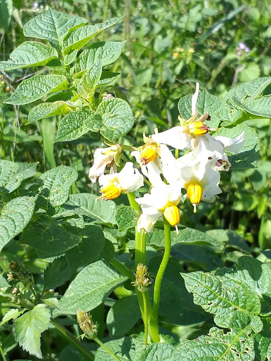 The floral parts of the Irish potato, the second most consumed staple food in Kenya, the edible part being underground stem(tuber) that has 2%protein and 18%, starch
