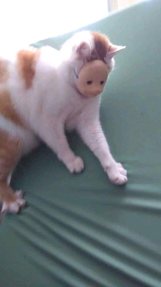 YamiEmi1's tweet photo. 364 de 365 porqué puedo Asies
PD: Ola gente del Twitter https://t.co/oifo7Vskkl